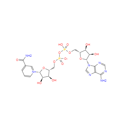 CAS： 53-84-9， β-烟酰胺腺嘌呤二核苷酸